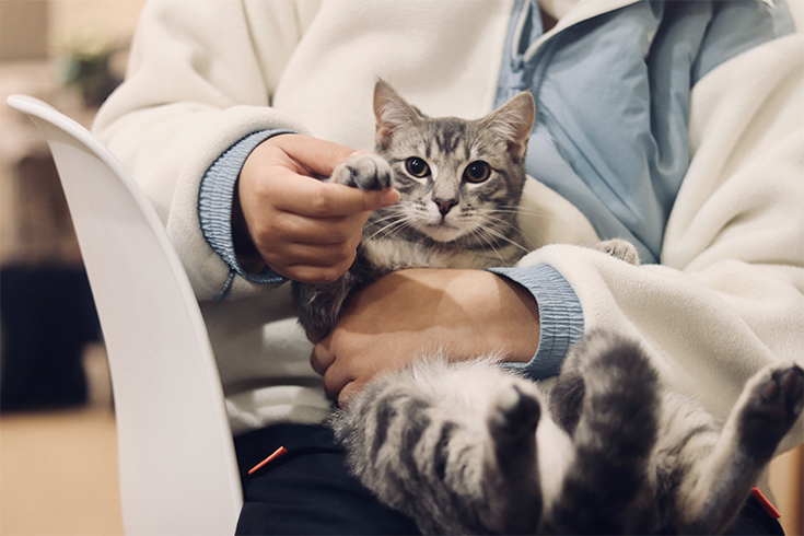 Ambulatorio Veterinario gatto domestico