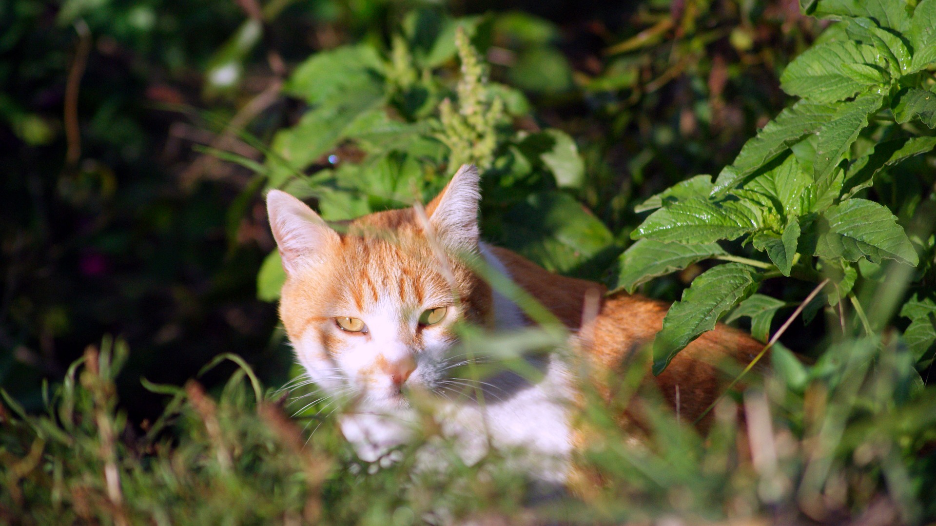 Gatto domestico